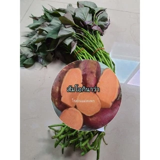 ยอดมันม่วงโอกินาว่า,ส้มโอกินาว่า , ชุดละ 50-100 ยอด #เลือกสายพันธุ์ได้