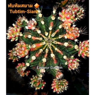 หน่อเด็ดสด แคคตัส (Gymno) "ทับทิมสยาม" (Tubtim-Siam) 🔶️