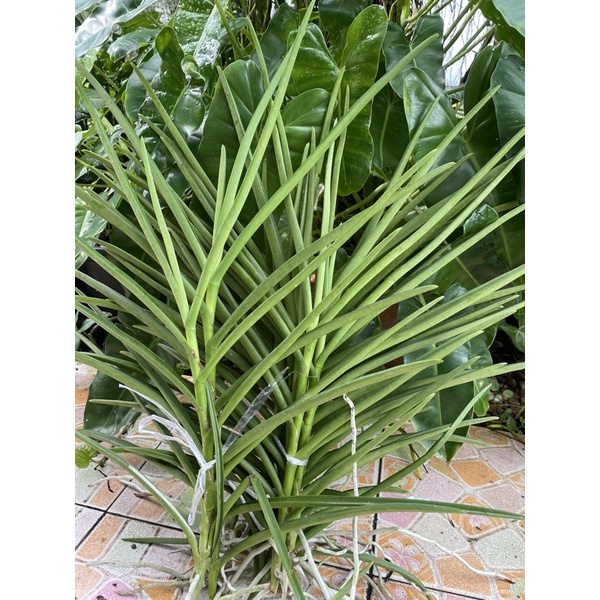 เจ้าพระยาไวโอเล็ต( สีม่วง ) แวนด้าใบร่อง