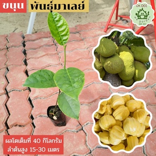 ต้นขนุนทองมาเลย์ ต้นขนุนเพาะเมล็ด แข็งแรง โตไว ต้น35บาท3ต้น100