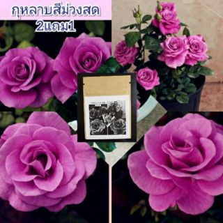 เมล็ดกุหลาบสีม่วงสด ซื้อ2แถม1🌿