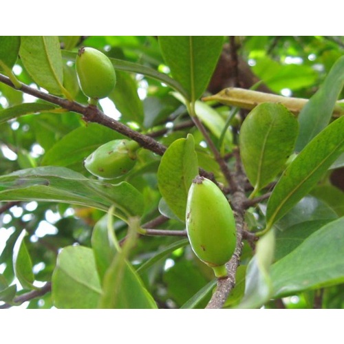 ต้นพันธุ์มะดัน   มะดัน ผลไม้ สมุนไพรรสเปรี้ยว อร่อย พร้อมปลูกในถุงดำ  49 บาท - รูปที่ 7