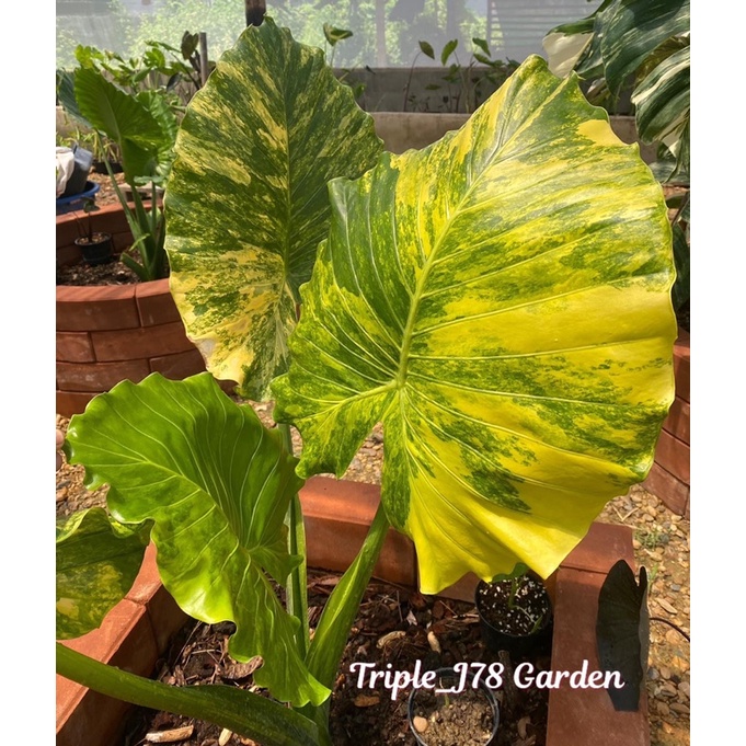 Alocasia gageana aurea variegated บอนหูช้างด่างเหลือง