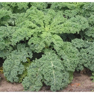 เมล็ดพันธุ์เคลใบหยักต้นเตี้ย บลู เคิร์ล (Dwarf Blue Curl Kale Seed)บรรจุประมาณ 1000 เมล็ด ของแท้ ราคาถูก นำเข้าจากต่าง