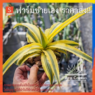 สวนขายเอง! ลิ้นมังกรคะตะนะด่าง Sansevieria katana variegate ไซส์กระถาง 5 นิ้ว ต้นไม้ประดับ อวบน้ำ ไม้ฟอกอากาศ