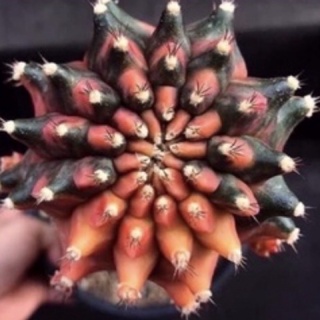 Gymnocalycium Sepia A  30เมล็ด.-149