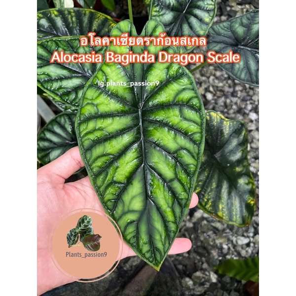 อโลคาเซียดราก้อนสเกล Alocasia Baginda Dragon Scale หรืออโลคาเซียเกล็ดมังกร