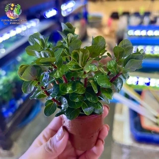 เกล็ดหอยแดงดิบ/โรทาลาโรทันดิโฟเลียแดง(พร้อมกระถาง)Rotala rotundifolia ‘rad’ ต้นไม้น้ำ