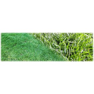 ขายส่ง 1 ขีด เมล็ดหญ้าพาสพาลัม Paspalum Grass หญ้าพัลธลั่ม หญ้าปูสนาม สนามหญ้า พืชตระกูลหญ้า เมล็ดพันธุ์หญ้า ปูสนาม