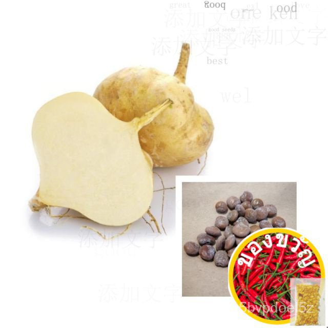 Singkamas Seeds - Jicama Seedsแอปเปิ้ล/ดอกไม้/หมวก/มะละกอ/กางเกง/ผักกาดหอม/พาสต้า/เมล็ด/ดอกทานตะวัน/