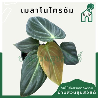 ฟิโลเดนดรอน เมลาโนไครซัม (ตัวแท้) ใบกำมะหยี่ ไซส์มินิ (Philodendron melanochrysum) กระถาง 4 นิ้ว