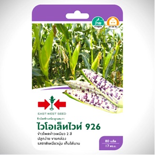 เมล็ดข้าวโพดข้าวเหนียวลูกผสมF1ไวโอเล็ทไวท์926#ศรแดง💯#🥒ซื้อ5ซองแถมปุ๋ยเกล็ดขนาด3กรัม1ซอง(3กรัมต่อน้ำ20ลิตร)(รวมชนิดได้)