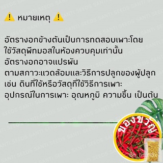 เมล็ดพันธุ์เมล็ดพันธุ์ ฟอร์เก็ตมีน็อต ดอกสีฟ้า 100 เมล็ด Chinese Forget me not เมล็ดพันธุ์แท้ นำเข้าจากต่างประเทศ โตไวเม