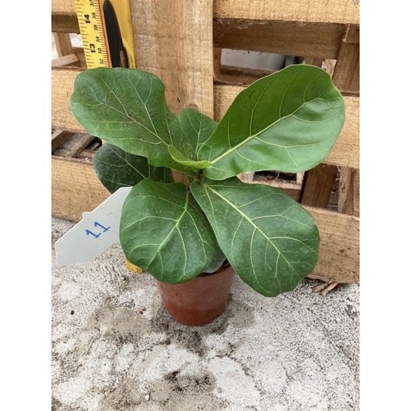 ตรงปก ต้นไทรใบสัก (ทางร้านคัดต้นแข็งแรงให้) กระถาง 3.5 นิ้ว Fiddle leaf figs พร้อมส่งทุกวัน