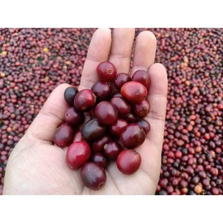 เมล็ดกาแฟคั่วสูตรมาตร Roasted Coffee Standard