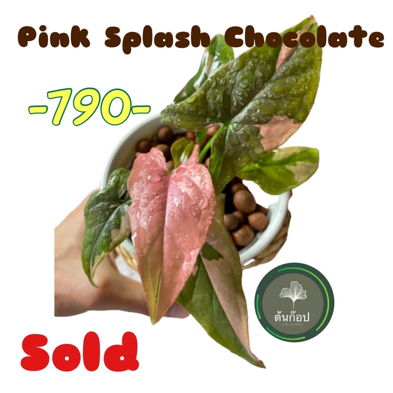 Pink splash Chocolate 🍫เงินไหลมาด่างชมพู&amp;Chocolate