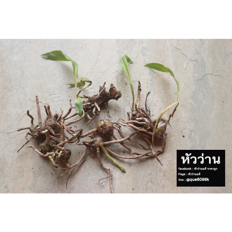 ว่านจูงนาง (เด่นด้านเสน่ห์ เมตตามหานิยม) ราคา ถูกที่สุด ดีลบีเคเค