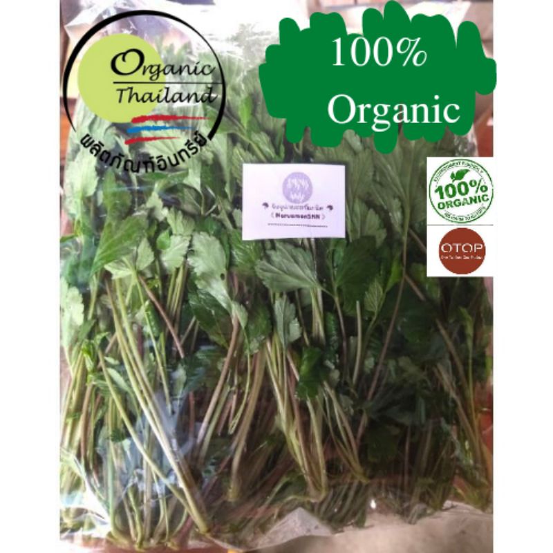 🍀จิงจูฉ่ายออร์แกนิค100%พร้อมทานกิโลละ 90 บาท เก็บสดๆจากสวนทุกวัน จัดส่งทุกวันค่ะ