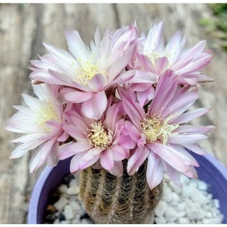 บรูชิอาย ต้นเล็ก gymnocalycium bruchii กระบองเพชร แคคตัส