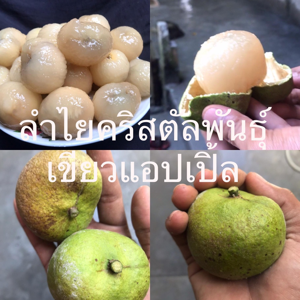 ต้นลำไยคริสตัล ( พันธุ์เขียวแอปเปิ้ล) ผลใหญ่ที่สุดในทุกสายพันธุ์ 13-17ลูกต่อ 1 กิโล