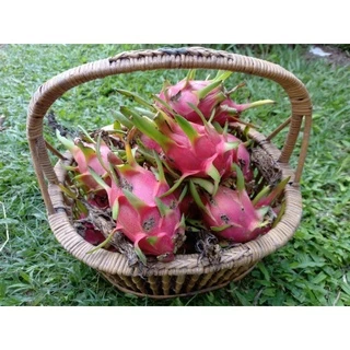 🌿กิ่งแก้วมังกรขาวแดงติดรากในถุงชำ🌿ผลไม้ชื่อมงคล🌿Dragon fruit+คู่มือแนะนำการปลูก