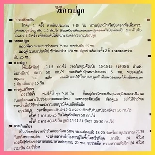 เมล็ดพันธุ์ข้าวโพด 500 กรัม ตะวันต้นกล้า หวานสวีท ข้าวเหนียว ขาวม่วง