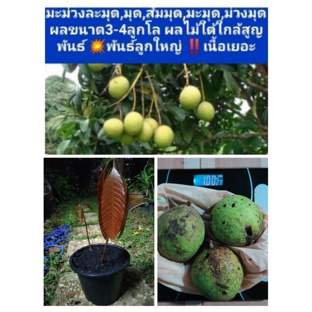 ต้นลูกมุดมะม่วง,มะม่วงมุด,ส้มมุด,มะมุด,มะมุดม่วง (Mangifera foetida)💥ผลไม้ใต้ใกล้สูญพันธ์‼️‼️‼️