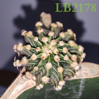 แคคตัสไม้กราฟLB2178แท้สีอ่อน⭐ออกพูเวียน12พู⭐บั้งสวย สีอ่อน แนะนำครับ ทำเมล็ดได้ปกติ