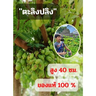 ต้นตะลิงปิงเปรี้ยวจี๊ด 1 ต้น (ขนาดกลาง) ตะลิงปิง สูง 40 ซม. ต้นพันธุ์พร้อมปลูก ต้นพันธุ์ตะลิงปลิง ต้นพร้อมส่ง