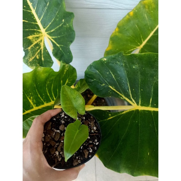 บอนเพชรเจ็ดสี🪴Alocasia new guinea gold🪴จัดส่งทั้งกระถาง