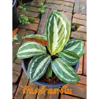 ต้นคล้าแตงโม ค้าขายร่ำรวย (Calathea) ต้นไม้มงคล ไม้ฟอกอากาศ ปลูกในกระถาง 6 นิ้ว