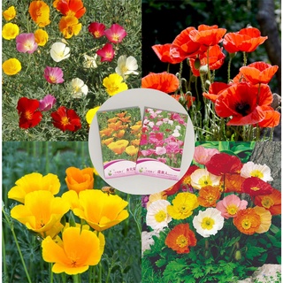 เมล็ดดอกป๊อปปี้ คละสี  50เมล็ด/100เมล็ด  California poppy / Iceland poppy   เมล็ดพันธุ์นำเข้า