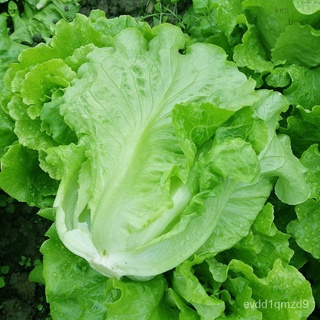 Premium Quality Pack Italian Green Lettuce Vegetable Seeds ( 50 seeds ) - Basic Farm Houseเมล็ดเชีย เมล็ดกุหลาบ เมล็ดดอก