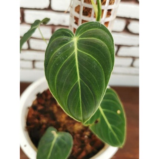 ฟิโล​เด​นด​รอน​ เมลาโนไคซัม​ philodendron Melanochysum