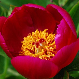 20 เมล็ด เมล็ดโบตั๋น ดอกโบตั๋น ดอกพีโอนี (Peony) สีแดง Red Peony