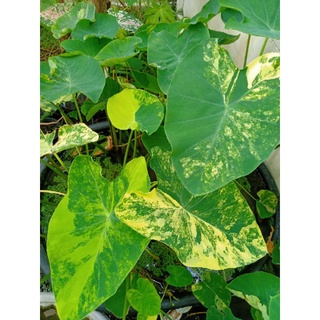 💥บอนนาญี่ปุ่นด่าง Colocasia Yellow Splash