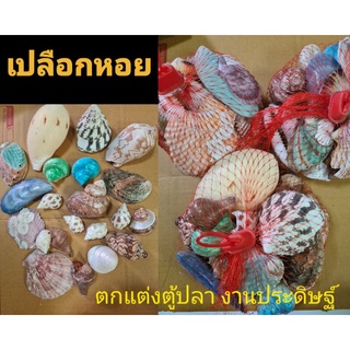 เปลือกหอยแฟนซี หลากชนิด คละลาย คละสีตามภาพ 450-500กรัม ใช้ตกแต่งตู้ปลา  งานประดิฐ์🐬🐬🌵🌵💯✅