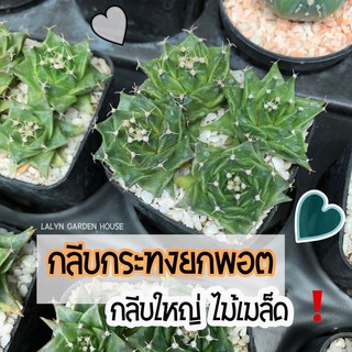 🌵☀️กลีบกระทงยกพอต ขนาด 2 นิ้ว มี 4 ต้นต่อพอต 🌵ไม้เมล็ดไม้ไทยค่ะ เพาะเอง เป็นสายพันธุ์กลีบใบใหญ่สวยๆ ชั้นกลีบชัดในตอนโต 😍