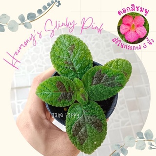 พรมญี่ปุ่น "Harmonys Slinky Pink" ไม้คลุมดินน่ารัก ลายใบเด่น สวยแปลกแหวกแนว ส่งในกระถาง 3 นิ้ว (ราคาเป็นราคาต่อ1 ต้น)