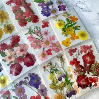 [พร้อมส่ง]Setดอกไม้จริงทับแห้ง Pressed Flowers💐