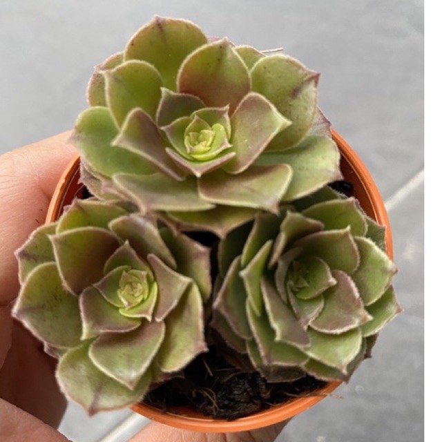 พืชฉ่ํา多肉- 万圣节师Aeonium Halloween'5.5ซม.