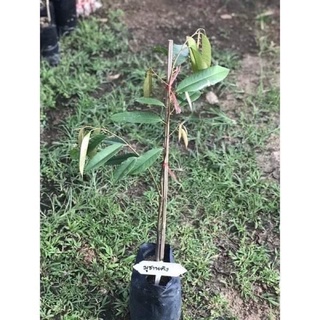 ทุเรียนมูซานคิงส์ 🌳เสียบยอด🌳สูงประมาณ 50-60ซม.