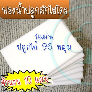 10 x ฟองน้ำปลูกผักไฮโดรโปนิกส์