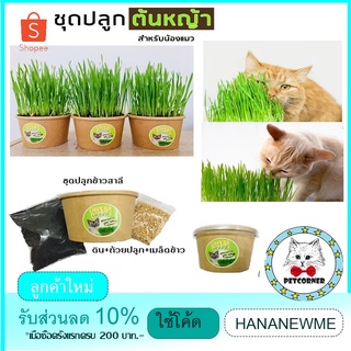 CC   ชุดปลูกข้าวสาลีแมว แบบถ้วย ฟรีเมล็ดข้าวสาลี 50 กรัม