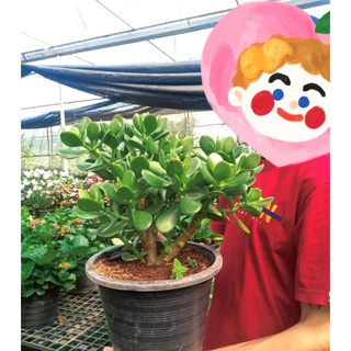 คลาสซูล่าต้นใหญ่กระถาง11นิ้ว( Crassula Ovata หรือ Jade Plant)