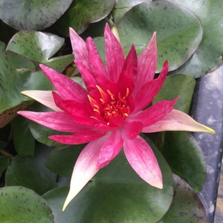 100 เมล็ด เมล็ดบัว สีแดง นำเข้า บัวนอก สายพันธุ์เมล็ดบัว Waterlily Nymphaea Seeds