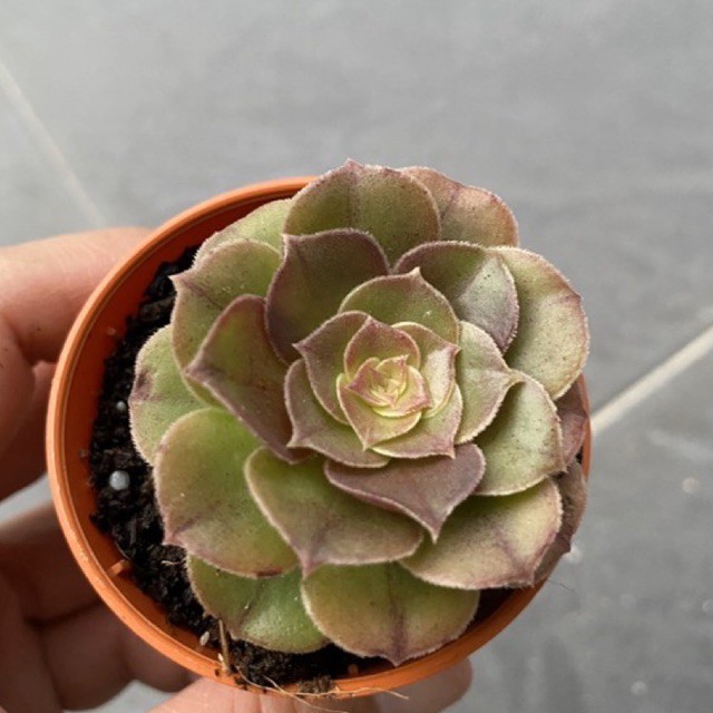 พืชฉ่ํา多肉- 万圣节师Aeonium Halloween'5.5ซม.