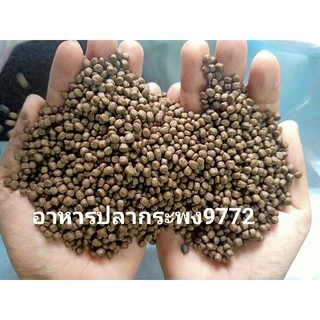 อาหารปลากระพง ไฮเกร์ด แบ่งขาย 1 กก. อาหารปลาทะเล