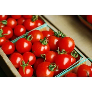 เมล็ดพันธุ์ มะเขือเทศ เชอรี่สวีทตี้ Sweetie Cherry Tomato Seed 50 เมล็ด คุณภาพดี ของแท้ 100%