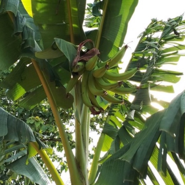 ต้นกล้วยงาช้าง พร้อมส่งทุกต้นสวยๆครับ - รูปที่ 6